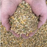 Brown Horse Animal Feed