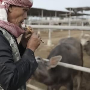 Hamido Farm for Animal Production