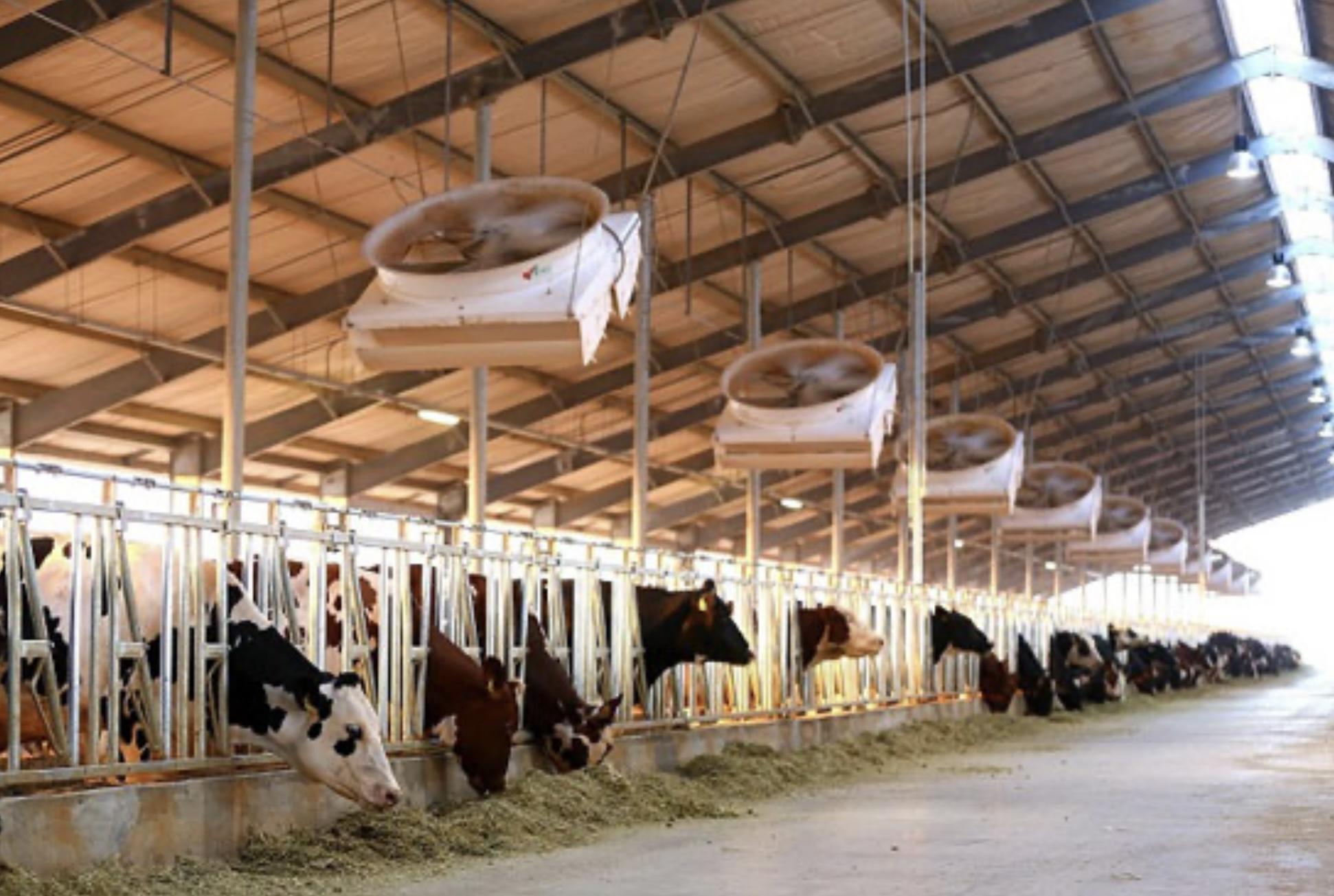 Juhayna Dairy Farms