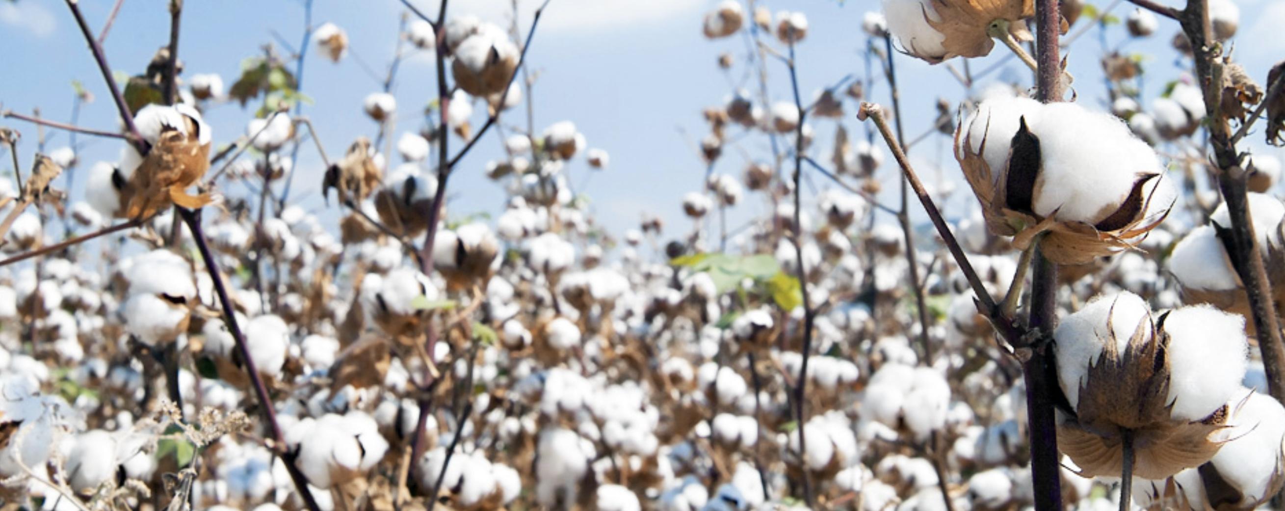 Nile Cotton Ginning Company