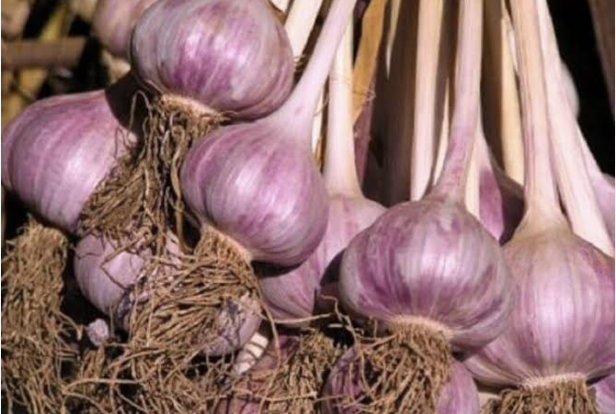 Egyptian purple Garlic
