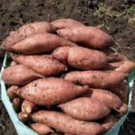 High-Quality Egyptian Potatoe