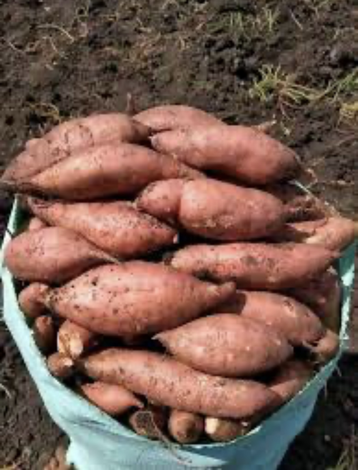 High-Quality Egyptian Potatoe