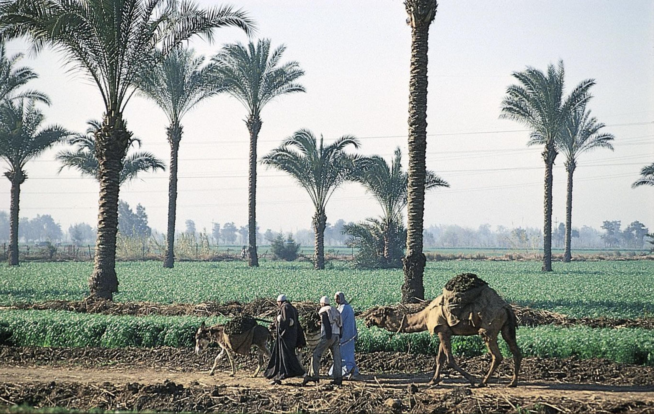Integrated Agro-Processing & Storage Complex