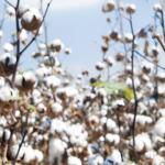 Nile Cotton Ginning Company